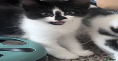 Mixed Breed cats - Advert 10