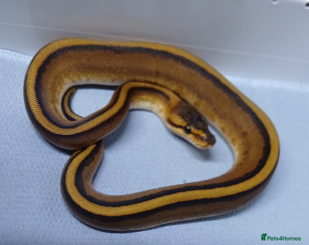 Python Snake reptiles for sale: Royal Python Morphs Females  - Image 19