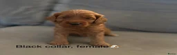Cockapoo dogs for sale: F1B miniature cockapoo puppies. - Advert 16