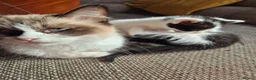 Mixed Breed cats for sale: Cross ragdoll  - Advert 10