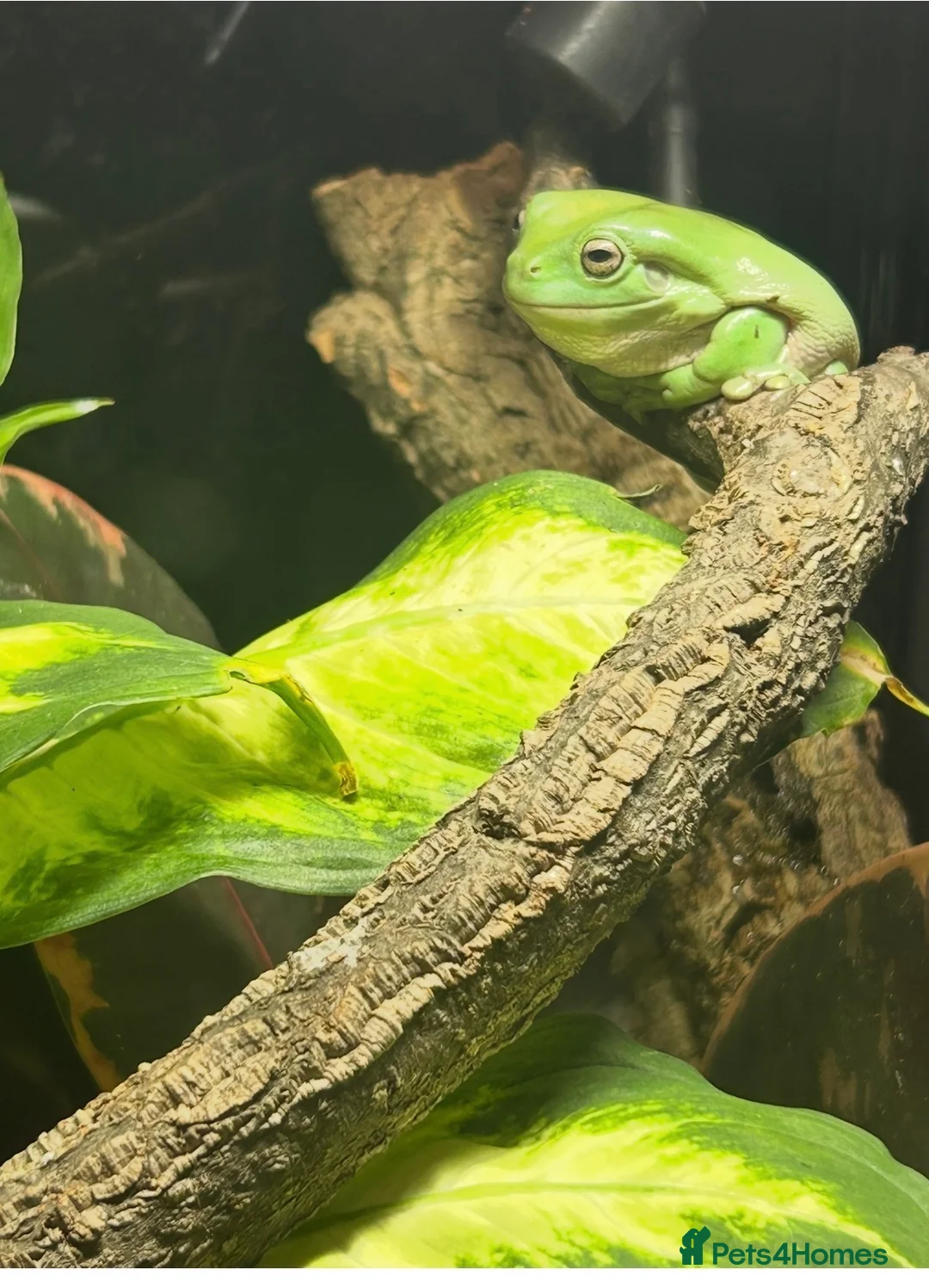 Frog reptiles for sale: 🐸 White’s Tree Frogs for Sale 🐸 - Advert 1