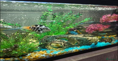 Cichlids fish - Advert 6