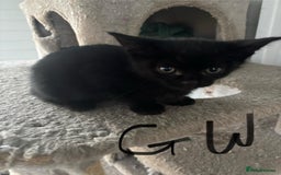 Mixed Breed cats for sale: Kittens for sale  - Image 8
