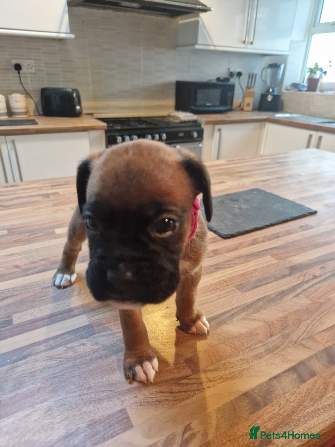 Boxer dogs for sale: Beautiful litter of KC reg bobtail boxer pups - Image 25