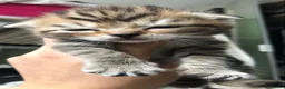 Siberian cats for sale: Stunning kittens for sale! - Advert 7