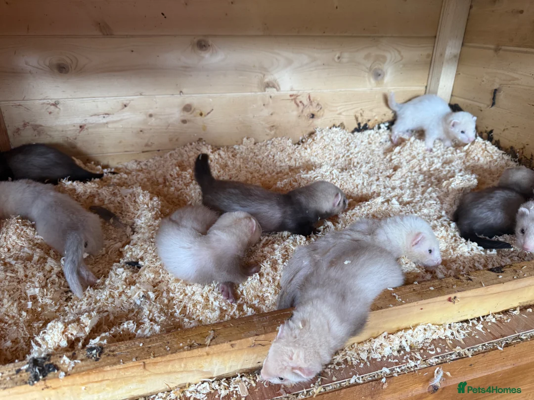 Ferret rodents for sale: 7 week old baby ferret kits  - Advert 4