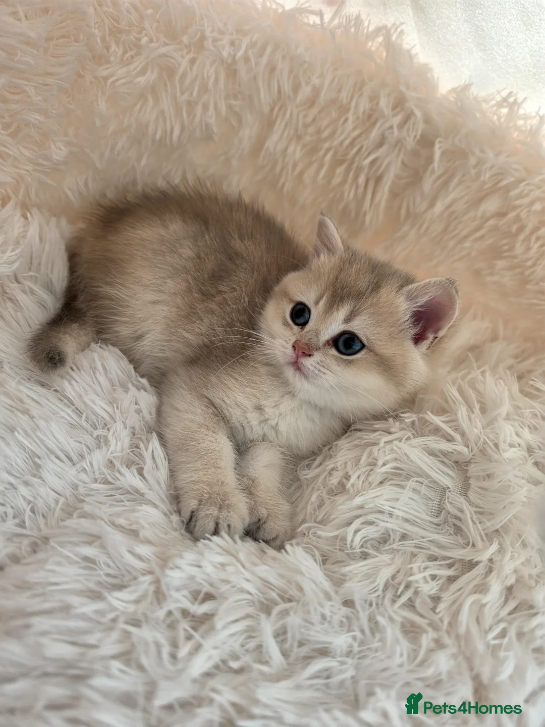 British Shorthair cats for sale: British shorthair lonhsir kittens - Advert 2