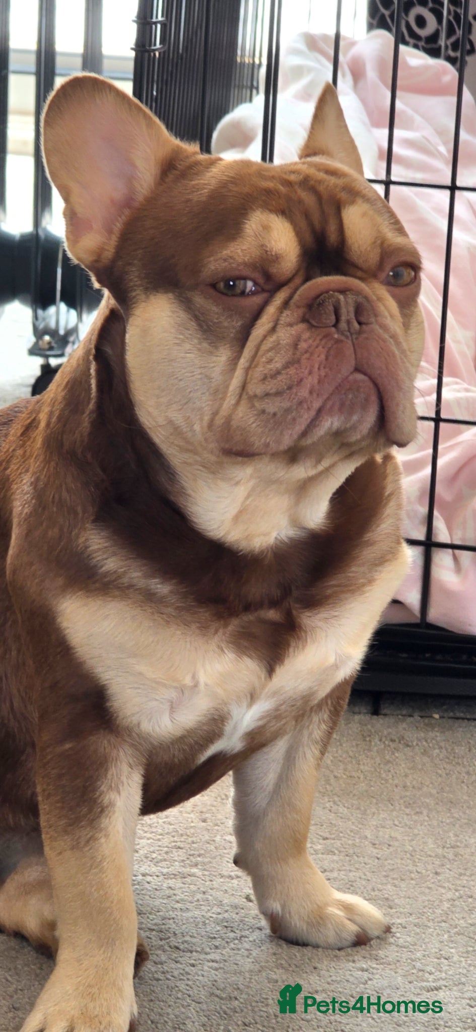 French Bulldog dogs for stud: Rocco for Stud Isabella and Tan carrying fluffy in Chester-le-Street - Advert 10