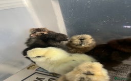 Chickens poultry for sale: Silkies - polish  - Image 10