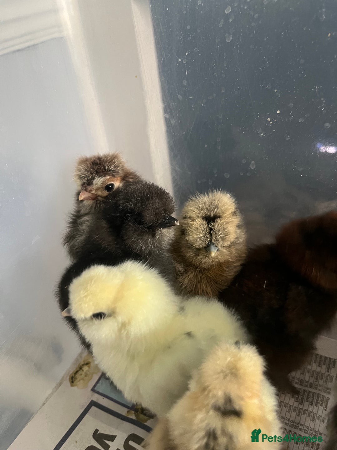 Chickens poultry for sale: Silkies - polish  - Image 10