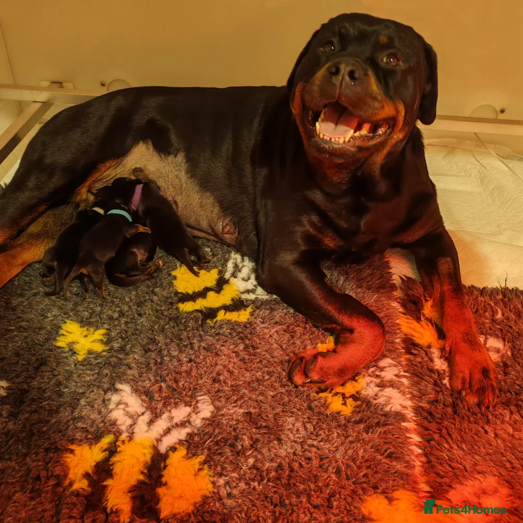 Rottweiler dogs for sale: Excellent Pedigree Dog Puppy - Advert 29