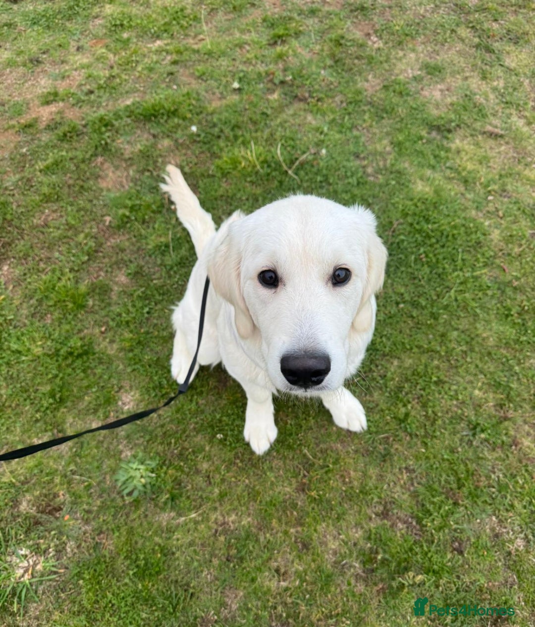 Golden Retriever dogs for sale: English Cream Golden Retriever - Advert 6