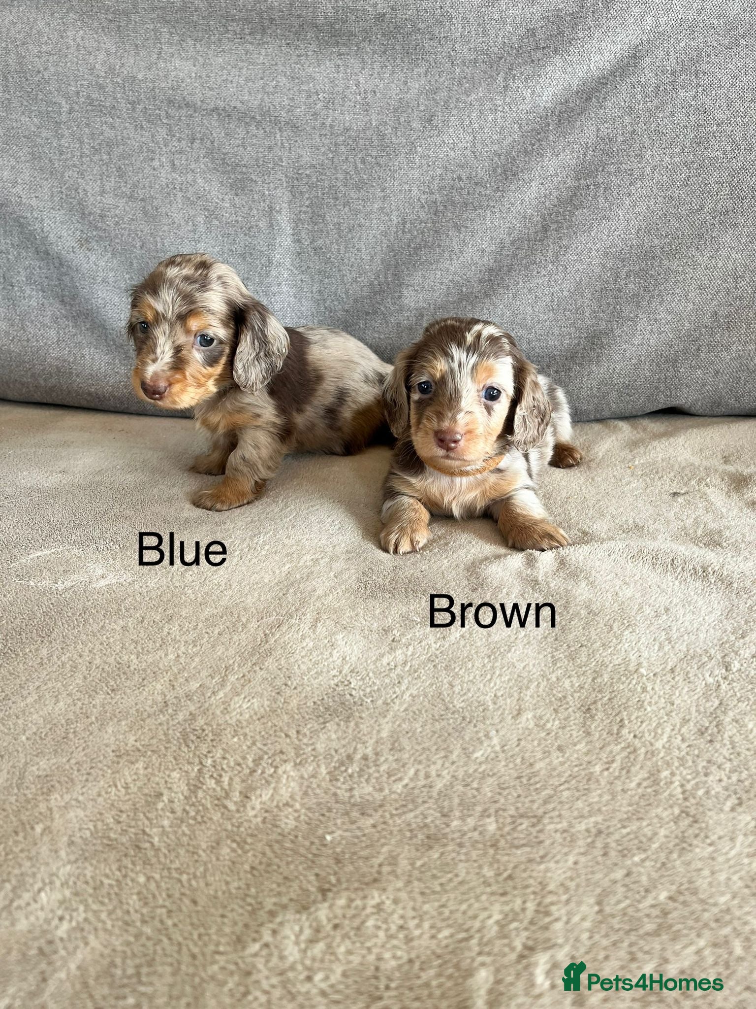 Dachshund dogs Stunning long hair mini dachshunds  - Advert 18