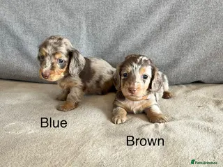 Dachshund dogs Stunning long hair mini dachshunds - Advert 18