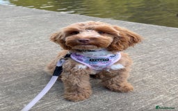 Cocker Spaniel dogs for sale: Beautiful toy cockapoo  - Image 1