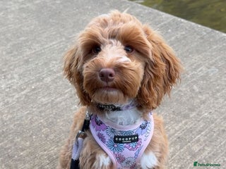 Cocker Spaniel dogs for sale - Advert 1