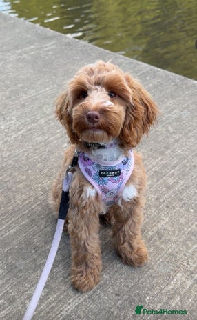 Cocker Spaniel dogs - Advert 1