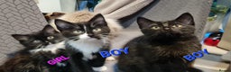Mixed Breed cats for sale: Mix Ragdoll - Advert 3