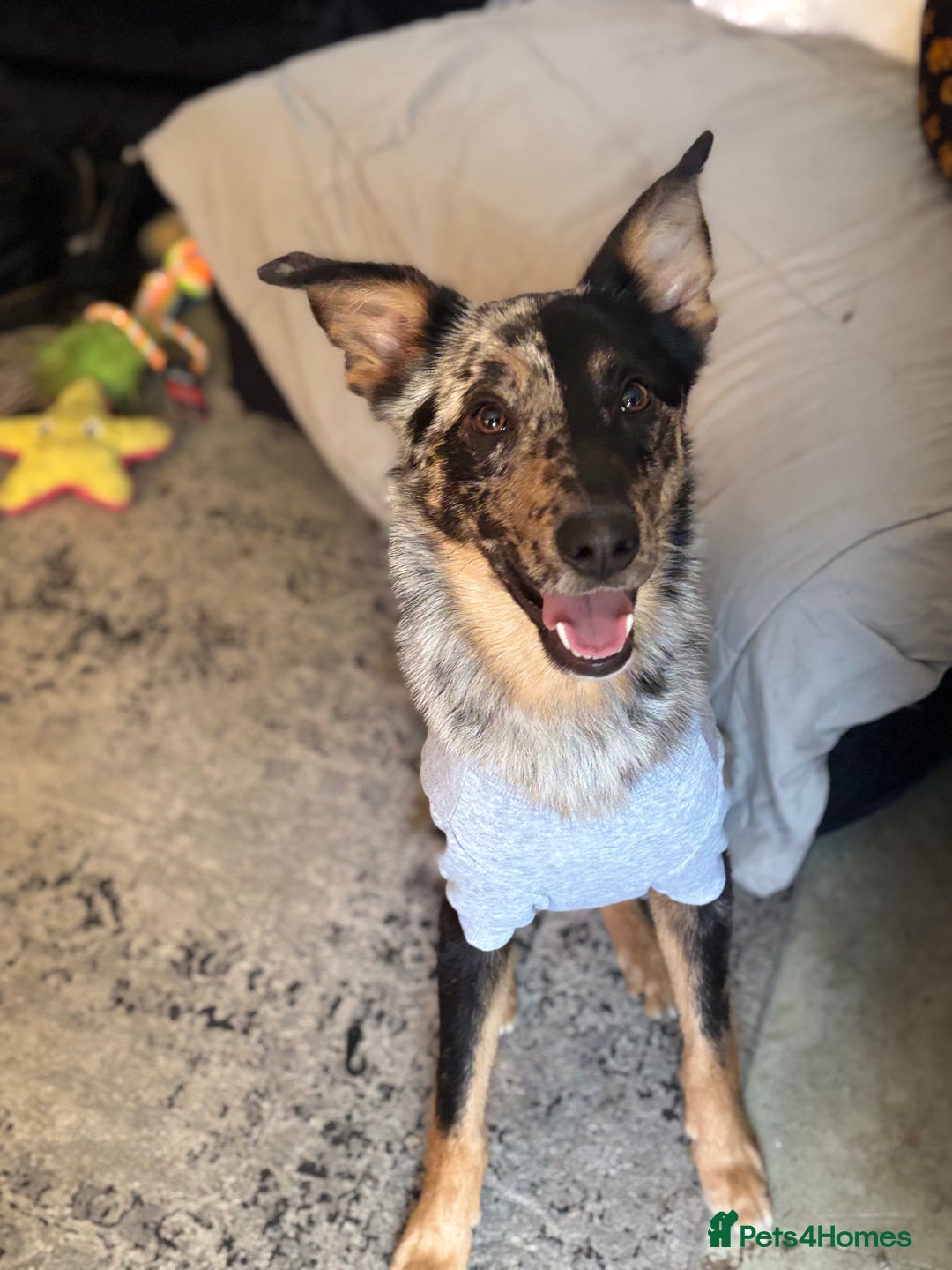 Mixed Breed dogs for sale: Ruby looking for forever home  - Image 1