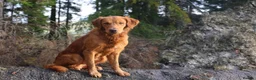 Golden Retriever dogs for stud: Beautiful USA imported Golden retriever for stud - Advert 1