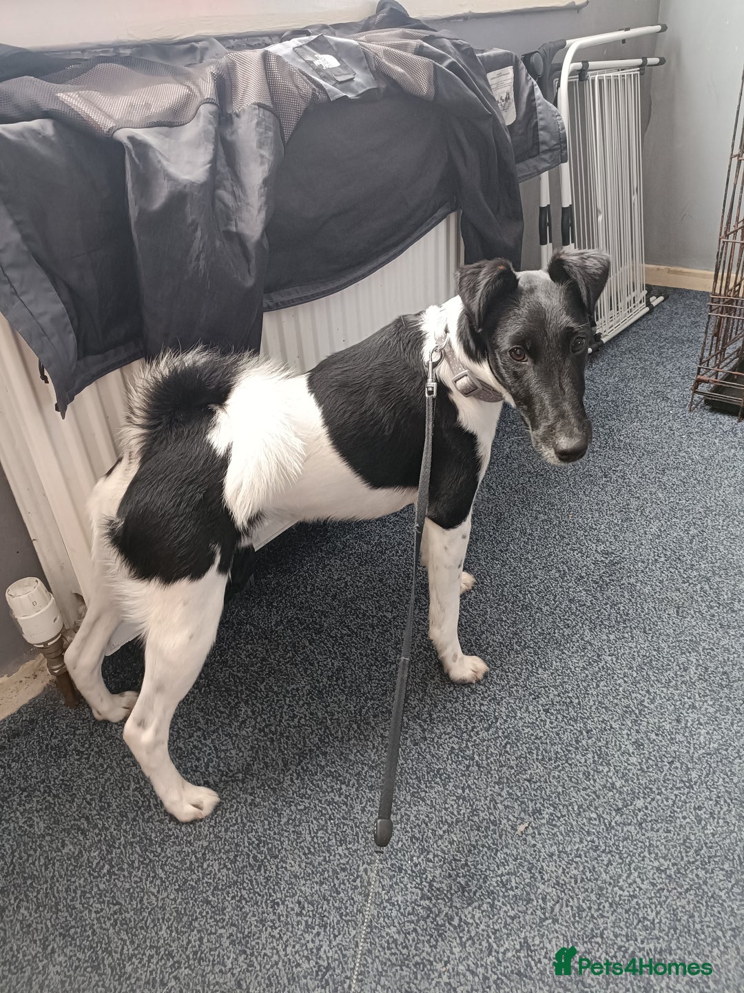 Fox Terrier dogs for sale: Looking for new home - Image 2