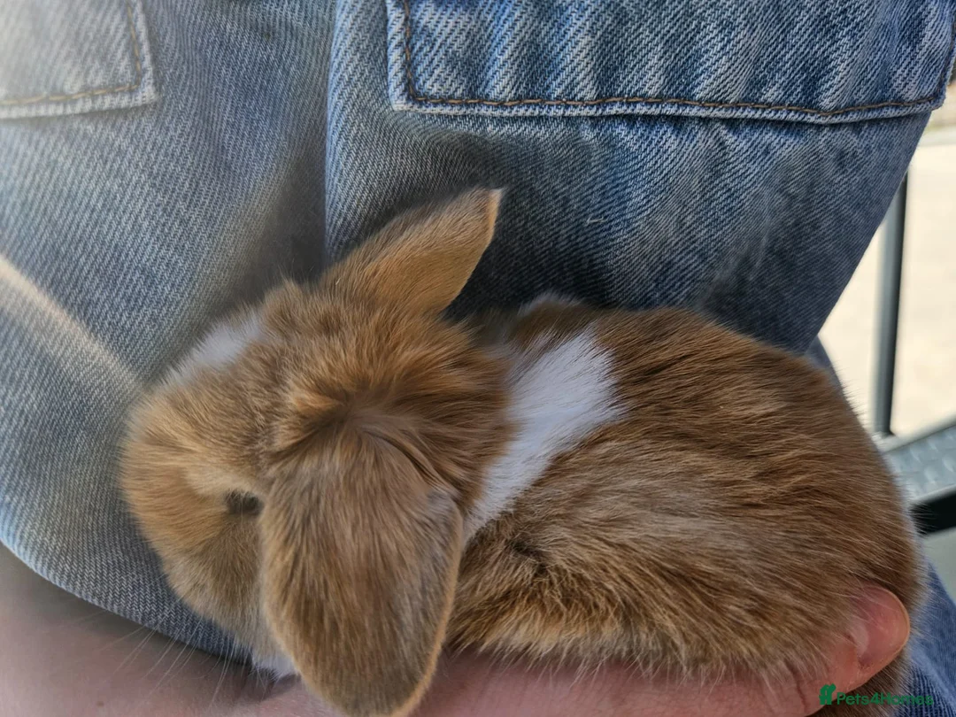 Mini Lop rabbits for sale: 🧡 Only one left female ! Purebred mini lops 🧡 - Advert 1