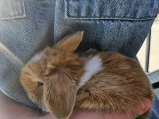 Mini Lop rabbits 🧡 Only one left ! Gorgeous Purebred mini lops 🧡 - Advert 12