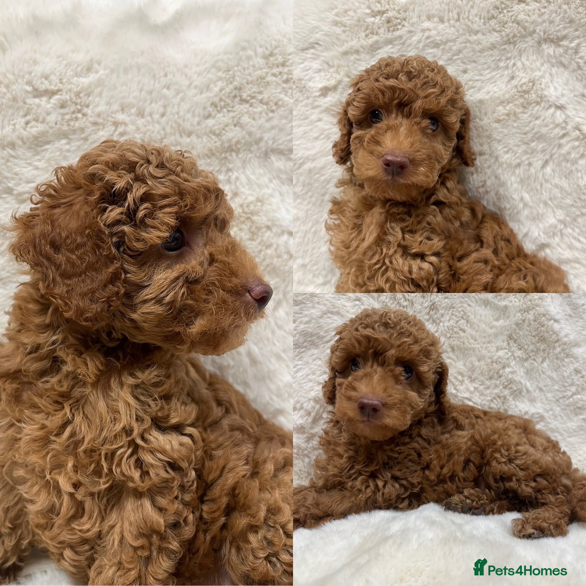 Cavapoochon dogs CAVAPOOCHON FOX RED BOY HEALTH TESTED - Advert 1