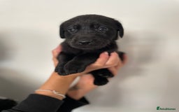 Labrador Retriever dogs for sale:  🐾Gorgeous BLack Labrador Puppies 🐾 - Advert 10