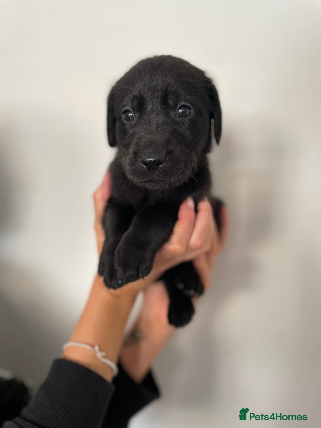 Labrador Retriever dogs for sale:  🐾Gorgeous BLack Labrador Puppies 🐾 - Advert 10