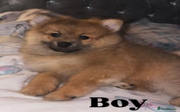 Pomeranian dogs for sale: Beautiful 9-week-old Pomeranian puppies  - Image 3