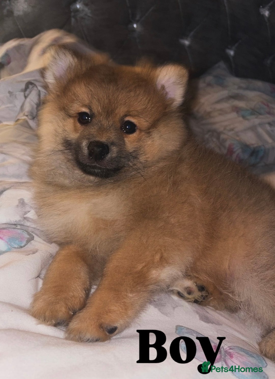 Pomeranian dogs for sale: Beautiful 9-week-old Pomeranian puppies  - Image 3