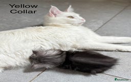Maine Coon cats for sale: TICA & Council licensed white/black Maine Coons - Image 17