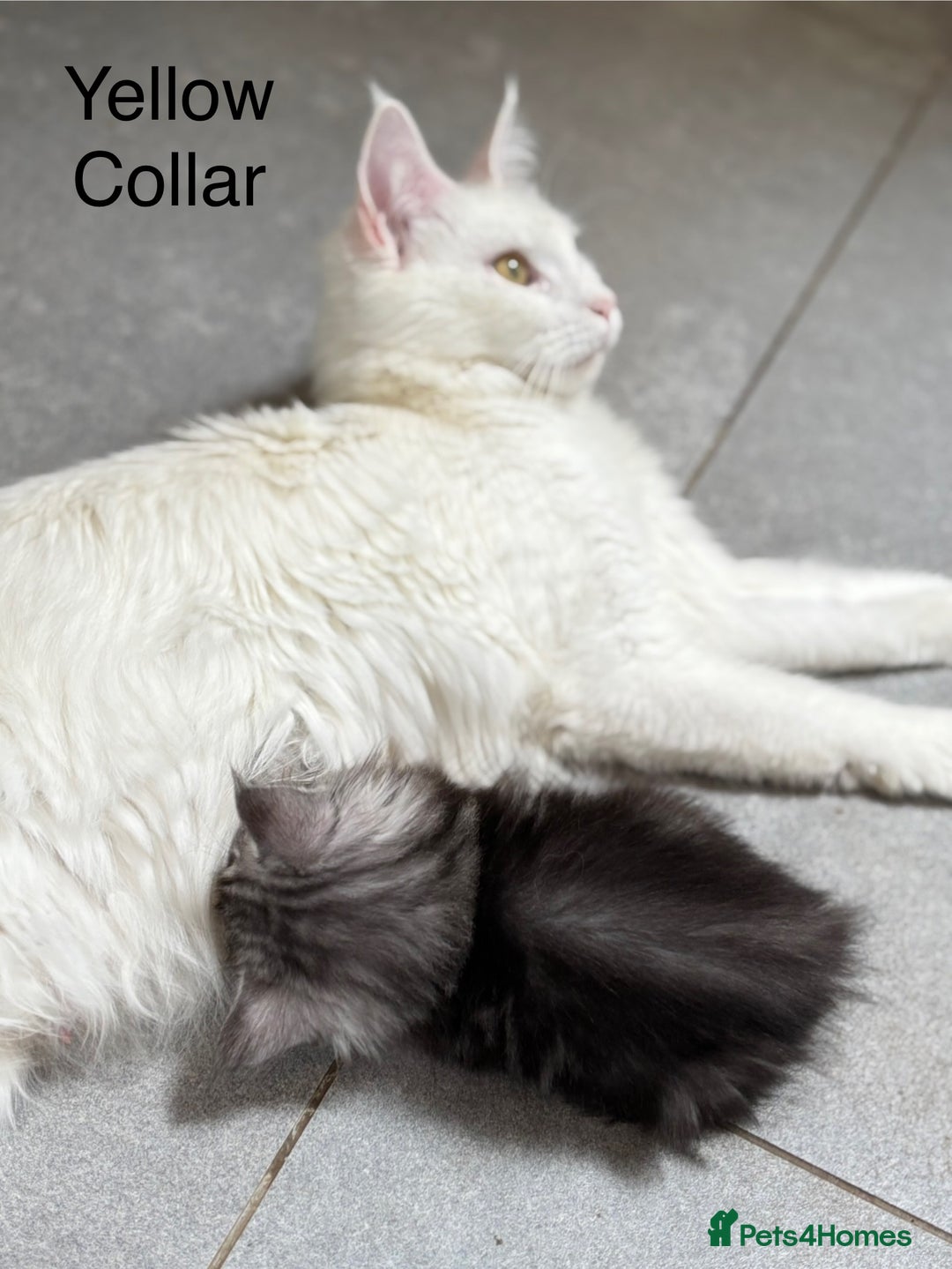 Maine Coon cats for sale: TICA & Council licensed white/black Maine Coons - Image 17