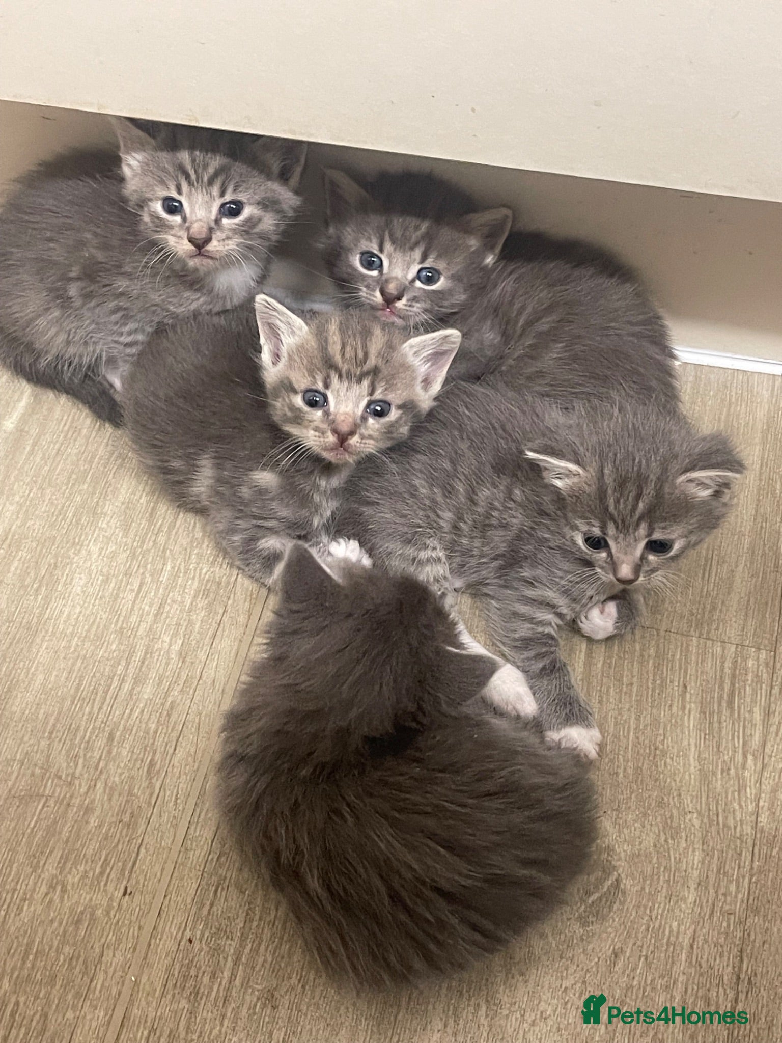 American Shorthair cats 5 BEAUTIFUL GREY KITTENS - Advert 4