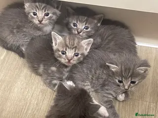 American Shorthair cats 5 BEAUTIFUL AMERICAN SHORTHAIR KITTENS - Advert 2