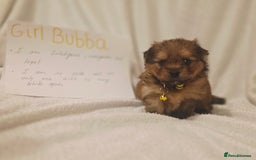 Mixed Breed dogs for sale: Yorkie-pom puppies  - Image 1