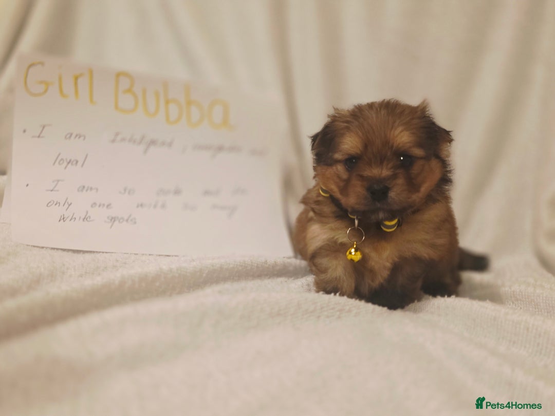 Mixed Breed dogs for sale: Yorkie-pom puppies  - Image 1