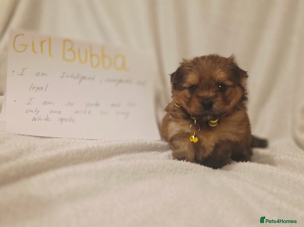 Mixed Breed dogs - Advert 7