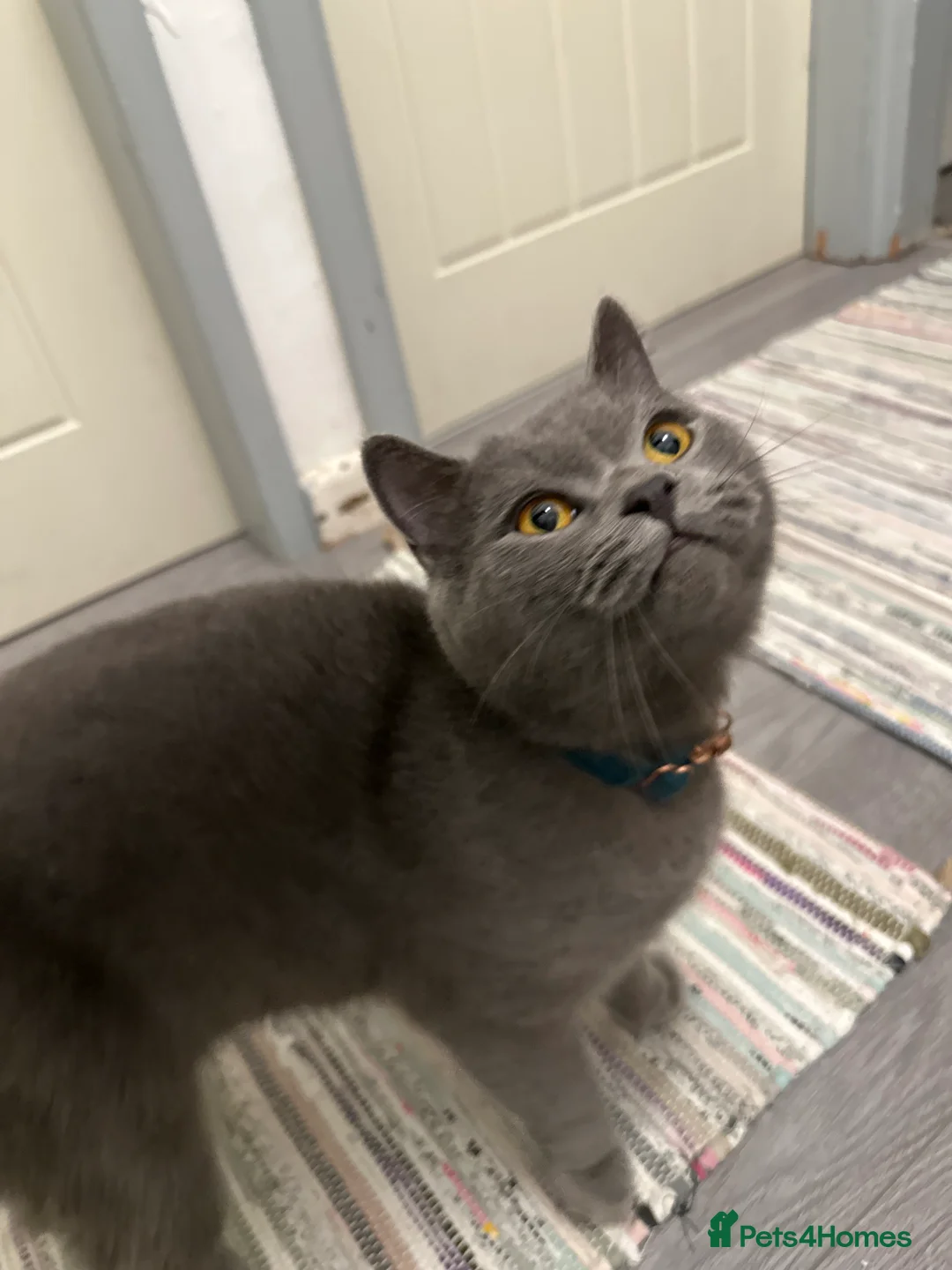 British Shorthair cats for stud: Hugo proven stud  - Advert 5