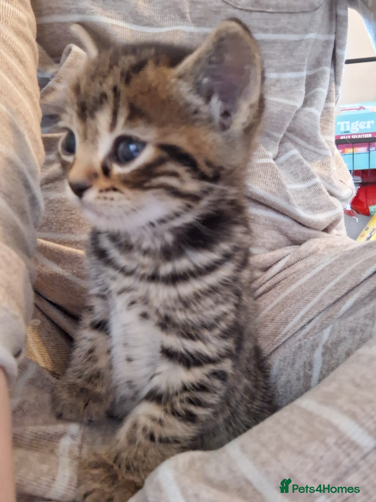 Bengal cats Gorgeous bengal mix babies just 1 left!! - Advert 5