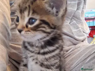 Bengal cats Gorgeous bengal mix babies just 1 left!! - Advert 5