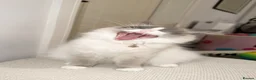 Ragdoll cats for sale: One year old ragdoll female  in Birmingham - Advert 4