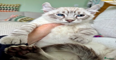 Savannah cats - Advert 4