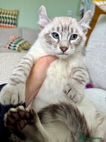 Savannah cats - Advert 2