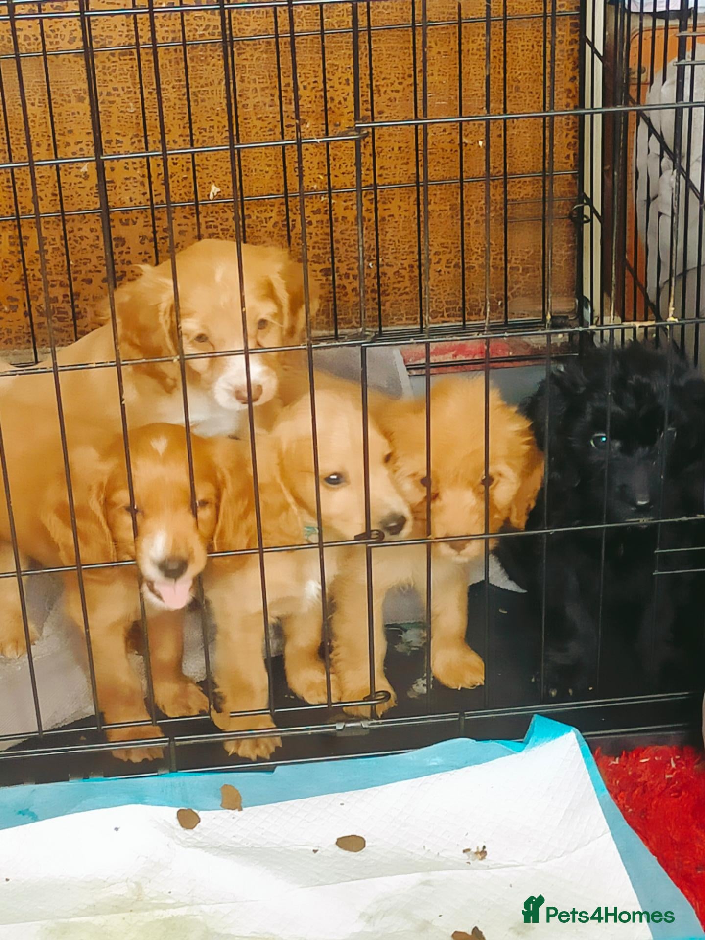 Cockapoo dogs 5 beautiful cockapoo puppies  - Advert 6