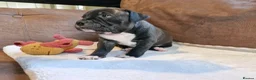 Staffordshire Bull Terrier dogs for sale: Staffordshire bull terrier puppies - Advert 5