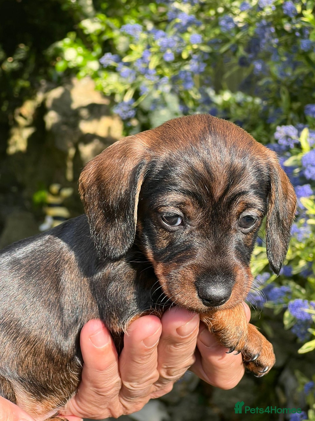 Miniature Dachshund dogs for sale: Miniature Wire Haired Dachshund puppies. in Stroud - Image 7
