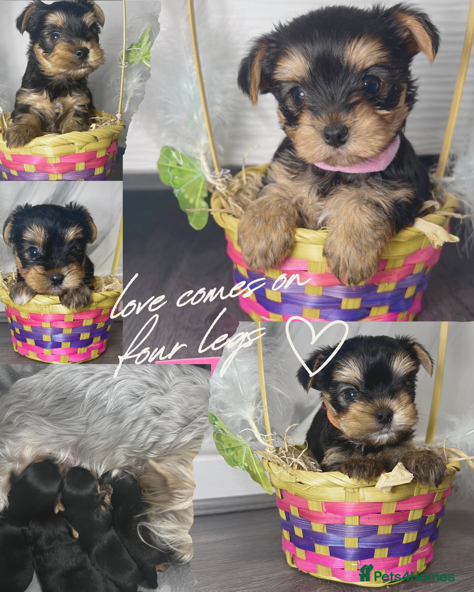Yorkshire Terrier dogs Yorkshire Terrier Puppies  - Advert 1