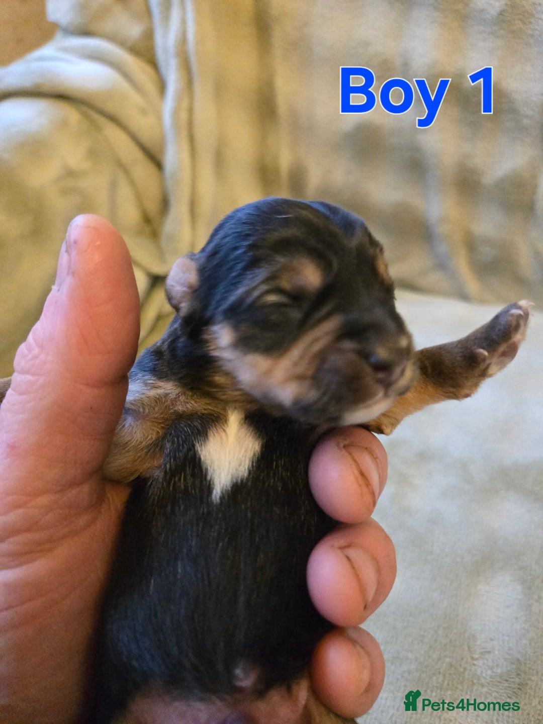 Yorkshire Terrier dogs for sale: Beautiful Miniature Yorkshire Terrier Puppies - Advert 3